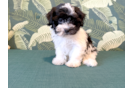 Havanese Puppy for Adoption