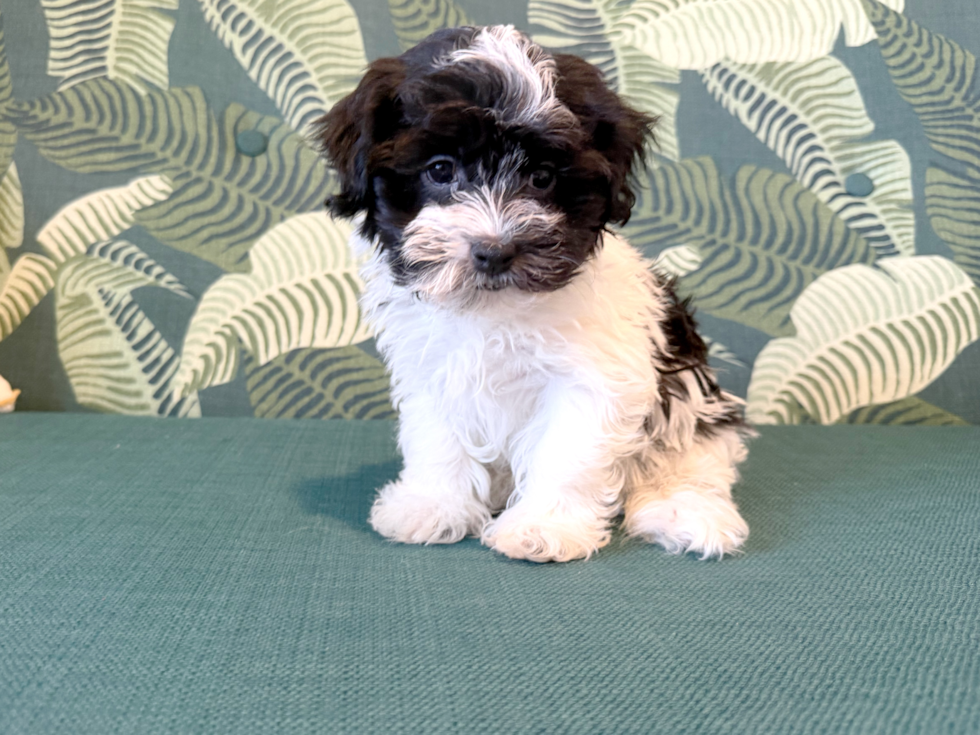 Havanese Puppy for Adoption