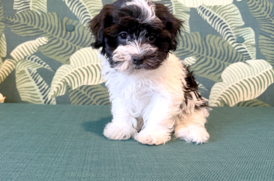 Havanese Puppy for Adoption