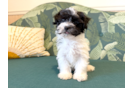 Cute Bichon Havanes Purebred Puppy