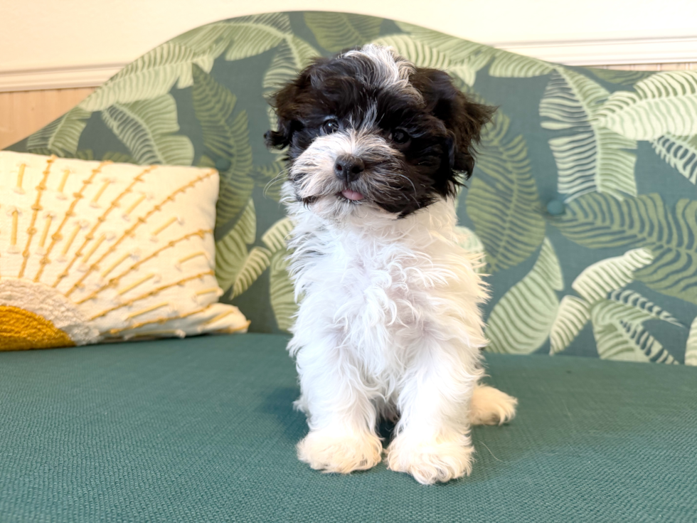 Cute Bichon Havanes Purebred Puppy