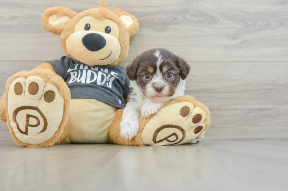 6 week old Havanese Puppy For Sale - Seaside Pups