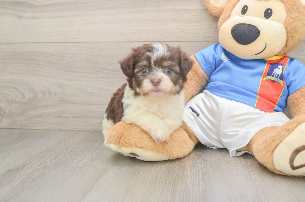 6 week old Havanese Puppy For Sale - Seaside Pups