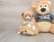 5 week old Havanese Puppy For Sale - Seaside Pups