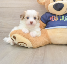 5 week old Havanese Puppy For Sale - Seaside Pups