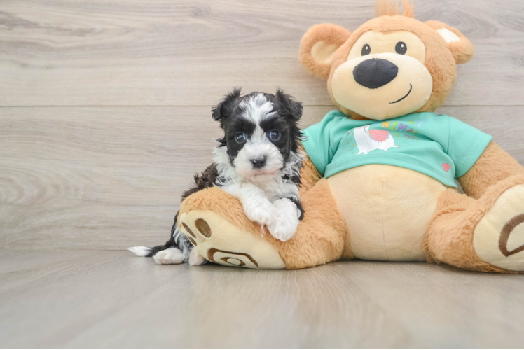 Playful Havanese Purebred Pup