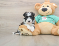 5 week old Havanese Puppy For Sale - Seaside Pups