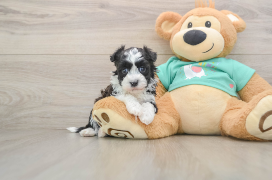 Playful Havanese Purebred Pup