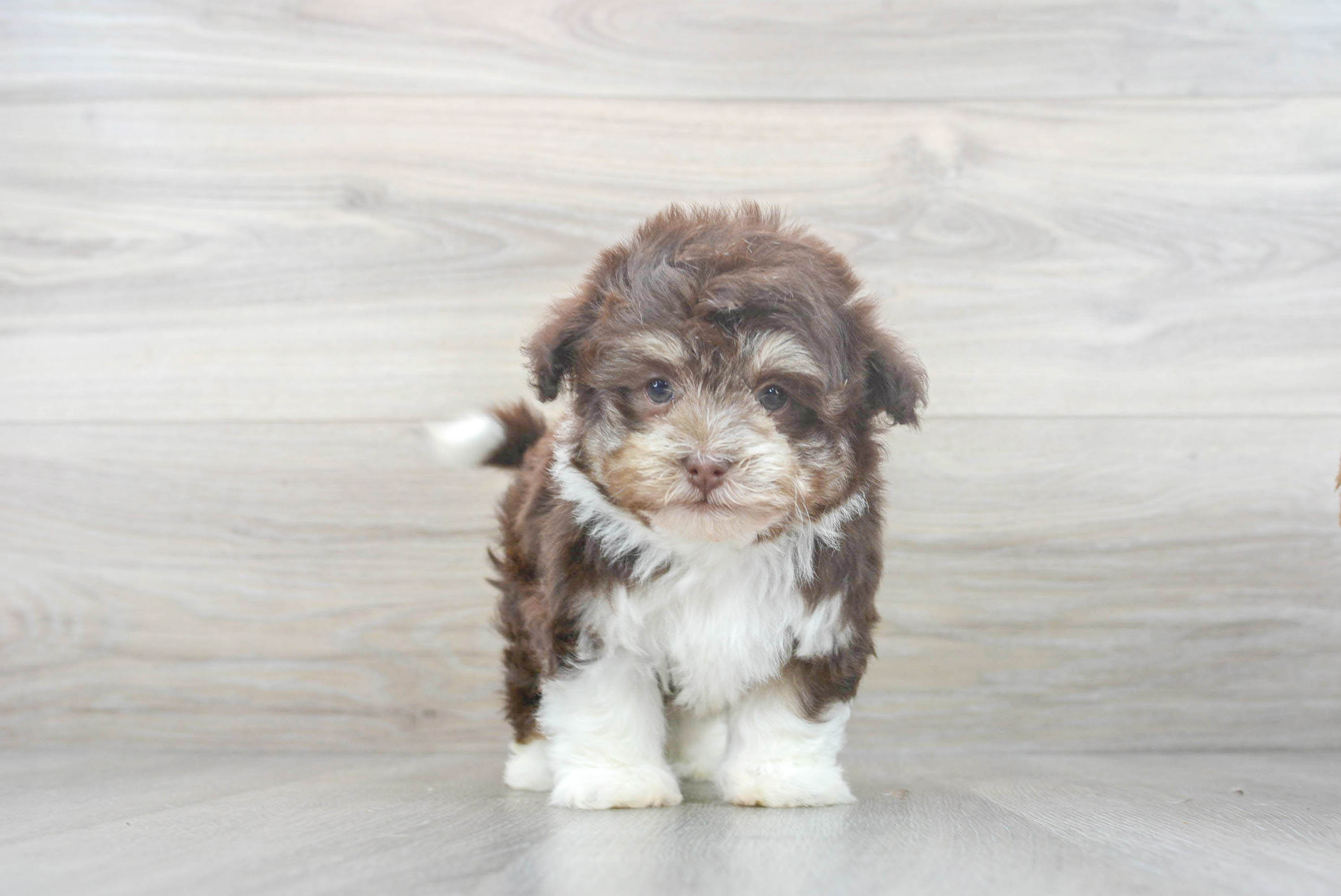 Havanese best sale puppies hypoallergenic