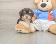 8 week old Havanese Puppy For Sale - Seaside Pups
