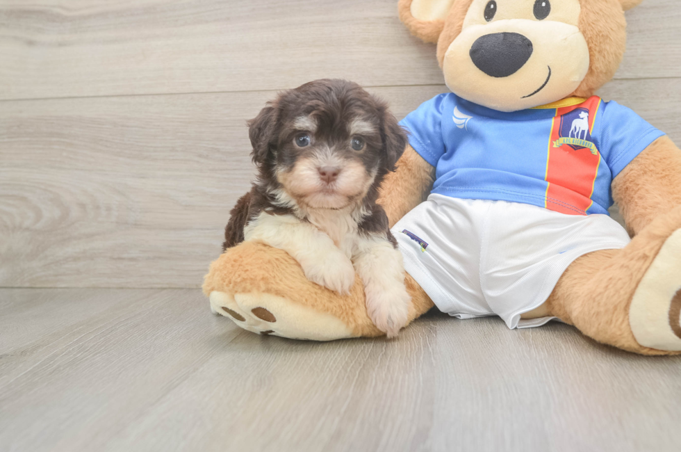 6 week old Havanese Puppy For Sale - Seaside Pups