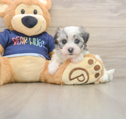5 week old Havanese Puppy For Sale - Seaside Pups