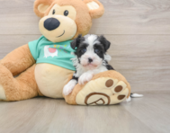 5 week old Havanese Puppy For Sale - Seaside Pups