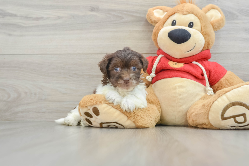 Havanese Pup Being Cute