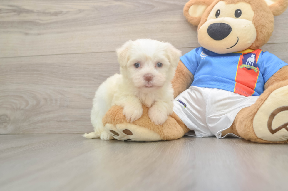 6 week old Havanese Puppy For Sale - Seaside Pups