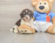 6 week old Havanese Puppy For Sale - Seaside Pups