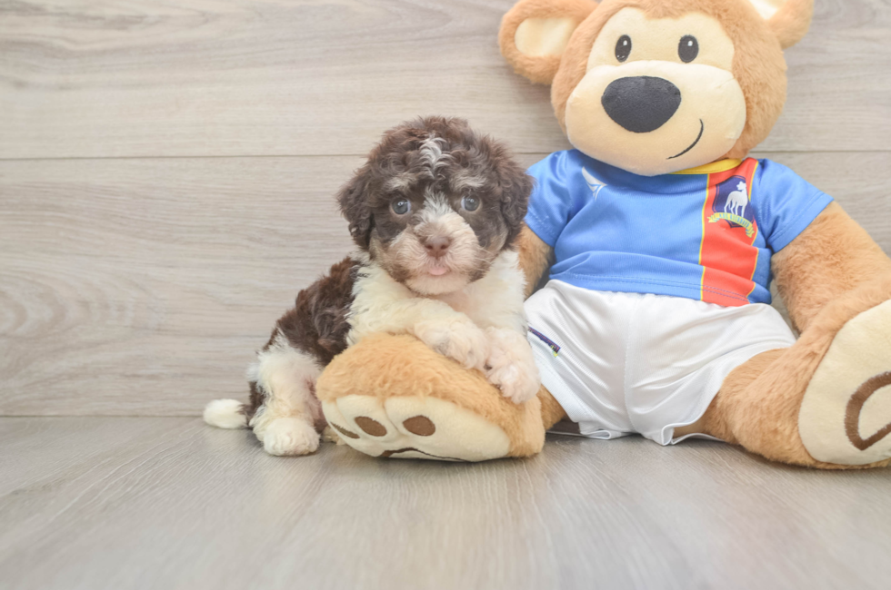 6 week old Havanese Puppy For Sale - Seaside Pups