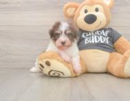 6 week old Havanese Puppy For Sale - Seaside Pups