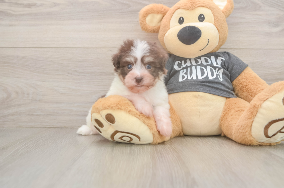 5 week old Havanese Puppy For Sale - Seaside Pups