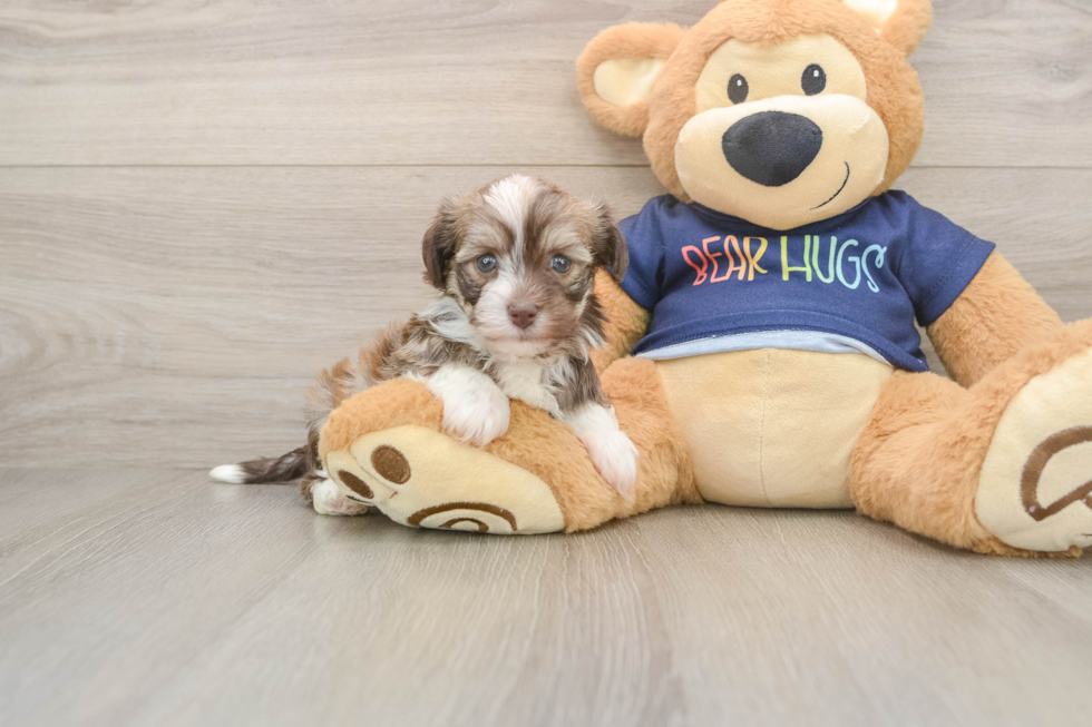 Havanese Pup Being Cute