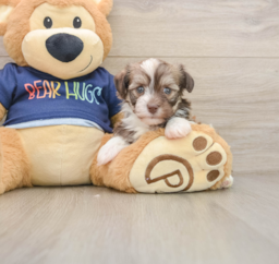 5 week old Havanese Puppy For Sale - Seaside Pups