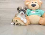 6 week old Havanese Puppy For Sale - Seaside Pups