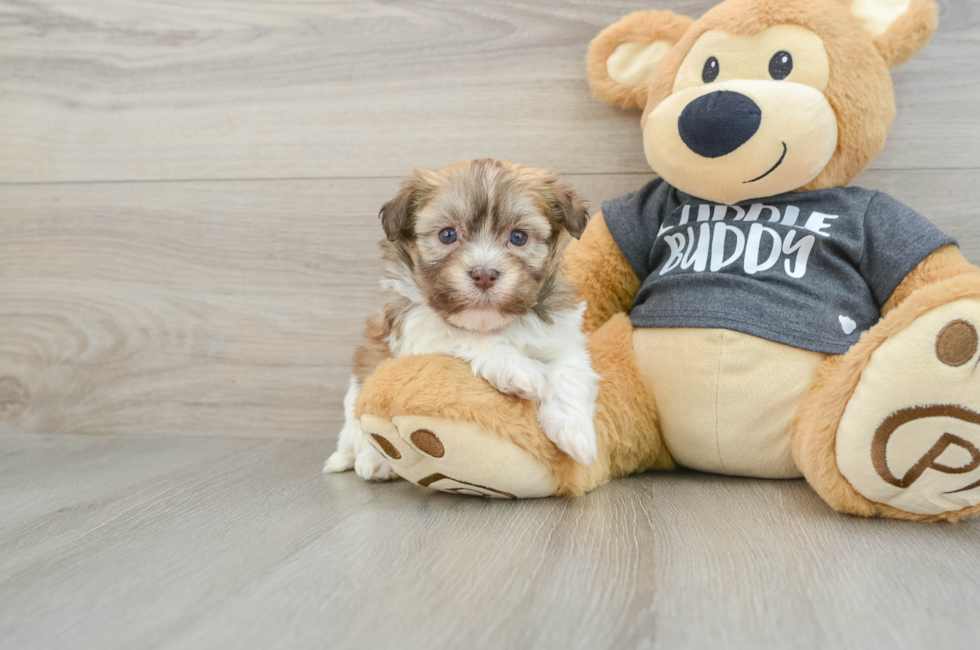 6 week old Havanese Puppy For Sale - Seaside Pups