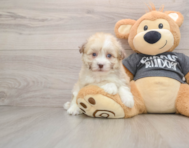 5 week old Havanese Puppy For Sale - Seaside Pups