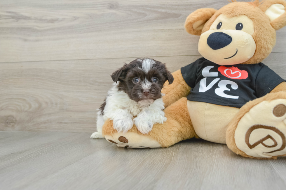 Havanese Pup Being Cute