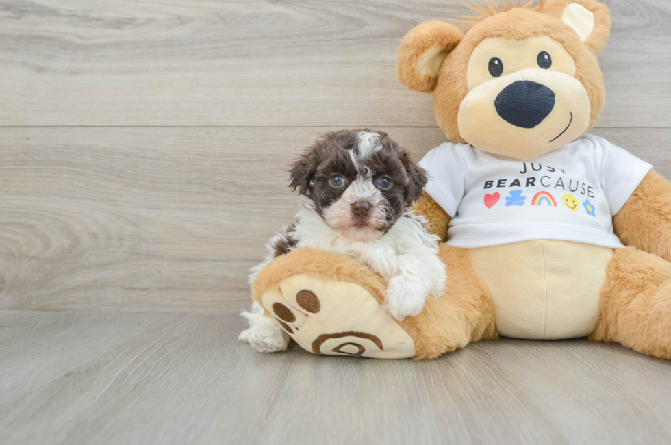 7 week old Havanese Puppy For Sale - Seaside Pups