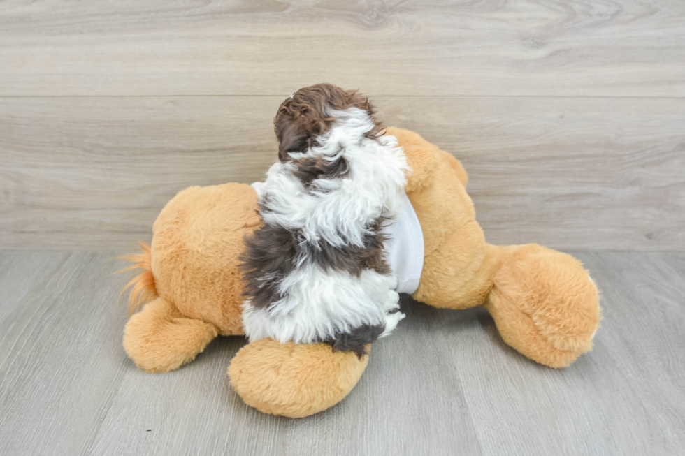 Little Havanese Purebred Pup