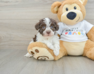 8 week old Havanese Puppy For Sale - Seaside Pups