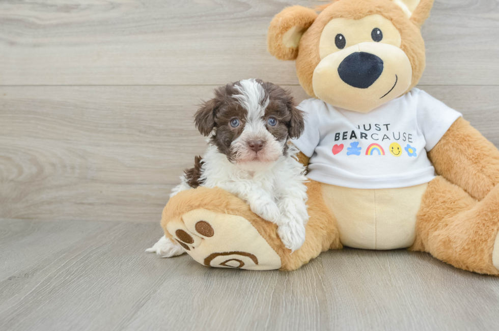 7 week old Havanese Puppy For Sale - Seaside Pups