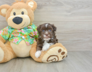 6 week old Havanese Puppy For Sale - Seaside Pups