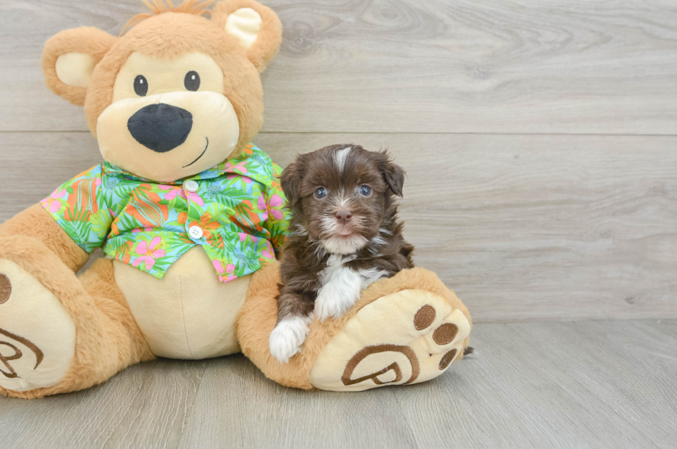 6 week old Havanese Puppy For Sale - Seaside Pups