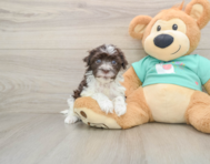 5 week old Havanese Puppy For Sale - Seaside Pups