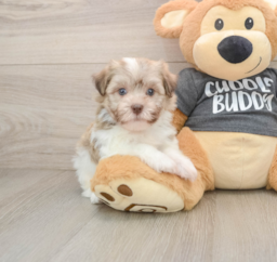 6 week old Havanese Puppy For Sale - Seaside Pups