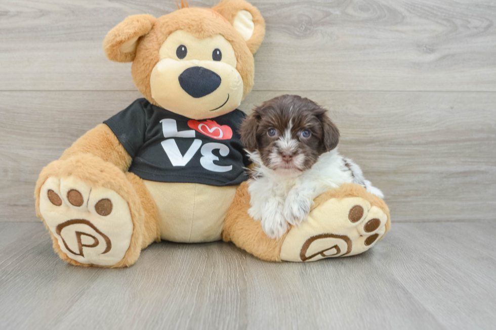 Hypoallergenic Havanese Purebred Pup