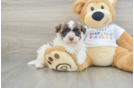 Small Havanese Baby