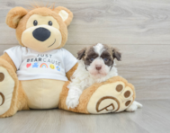 8 week old Havanese Puppy For Sale - Seaside Pups