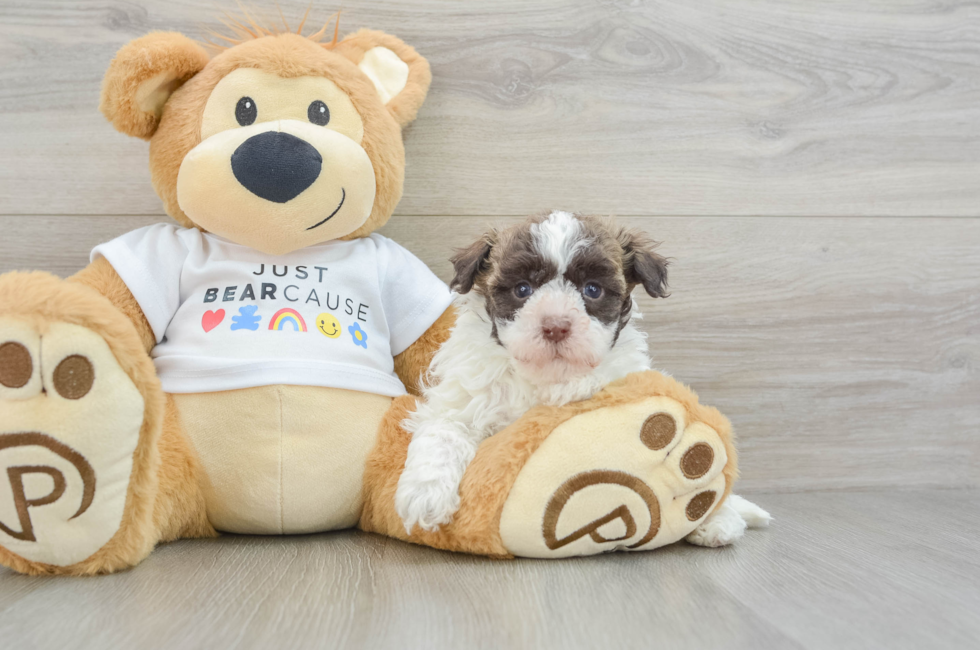 7 week old Havanese Puppy For Sale - Seaside Pups