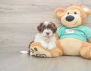 6 week old Havanese Puppy For Sale - Seaside Pups