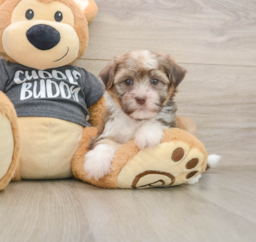6 week old Havanese Puppy For Sale - Seaside Pups