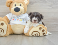 8 week old Havanese Puppy For Sale - Seaside Pups