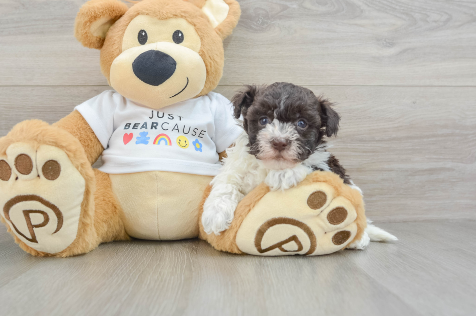 7 week old Havanese Puppy For Sale - Seaside Pups