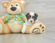 6 week old Havanese Puppy For Sale - Seaside Pups