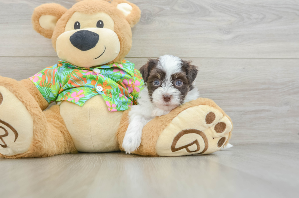 6 week old Havanese Puppy For Sale - Seaside Pups