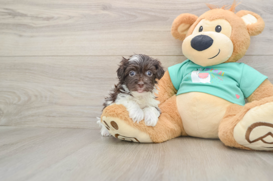 Havanese Pup Being Cute
