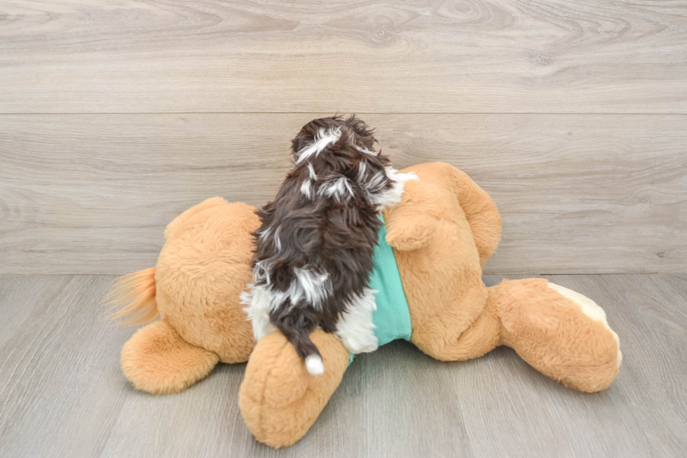 Havanese Puppy for Adoption