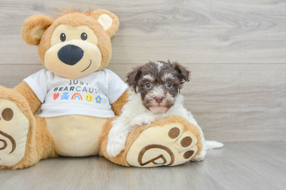 7 week old Havanese Puppy For Sale - Seaside Pups